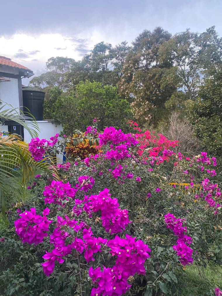 Bougainvillea against a village wall