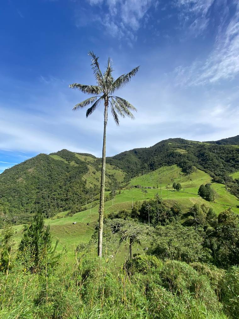 Towering wax palm on a mountainside